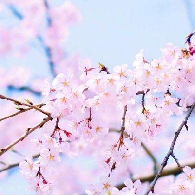 亚洲杯冠亚军竞猜